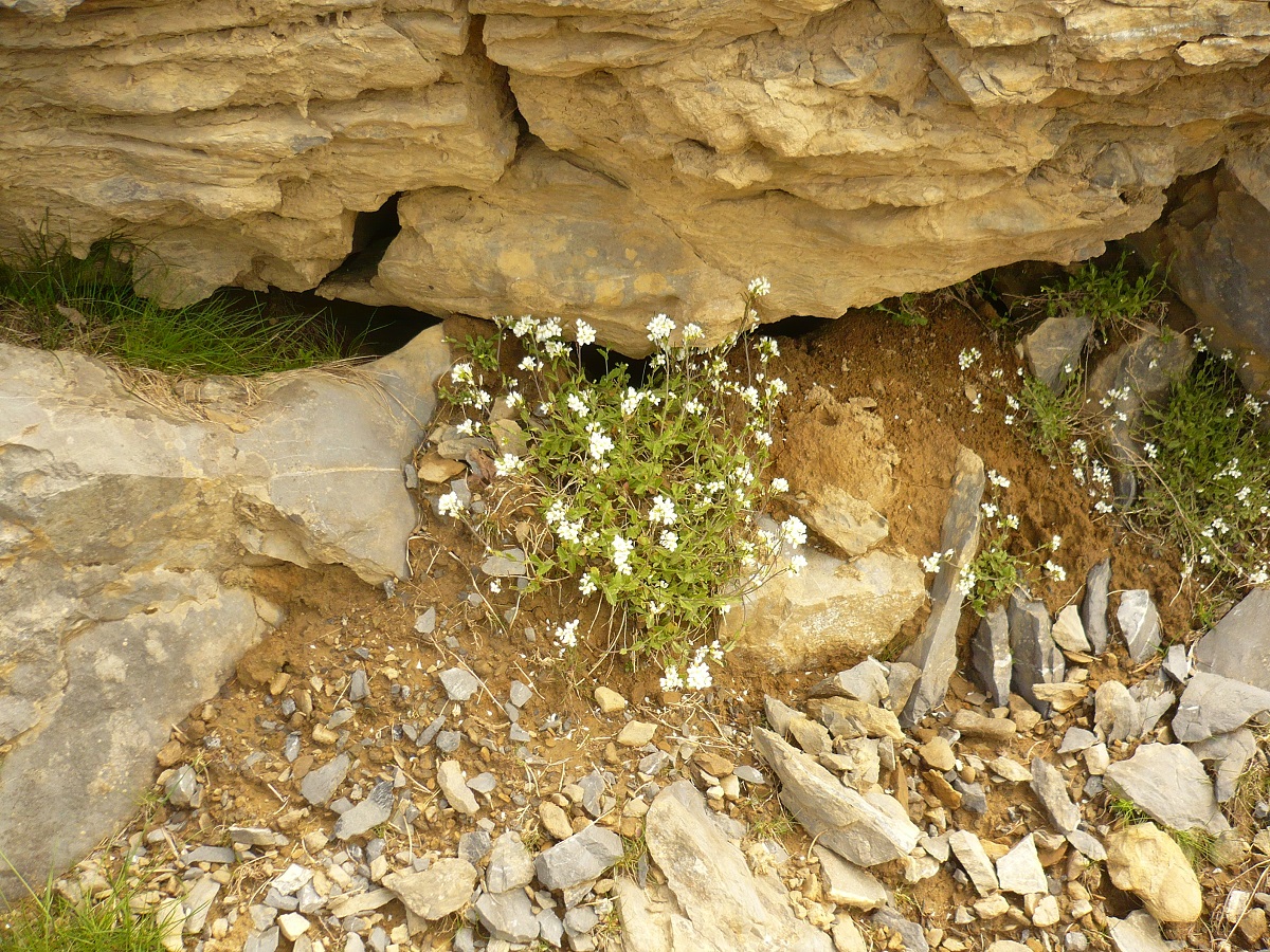 Arabis alpina (Brassicaceae)